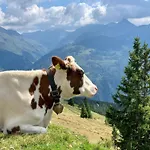 Apartamento Kitzbüheler Alpenlodge Bergblick